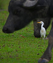 Cattle Egret (Bubulcus ibis) feeding near Water Buffalo (Bubalus bubalis) Amazon, Peru.