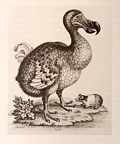 Illustration of the Dodo (Raphus cucullatus) from Gleanings of Natural History by G Edwards 1758-64 published in London.