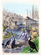 Hand coloured engraving dating to 1858 depicting fishermen with trained Great Cormorants (Phalacrocorax carbo).