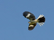 Northern Mockingbird (Mimus polyglottos) in flight, Cape May, New Jersey, USA, May.