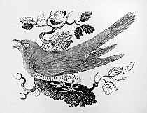 Common Cuckoo (Cuculus canorus) wood engraving by Thomas Bewick published in  History of Land Birds Vol 1, 1797.
