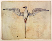 Red-billed Tropicbird (Paethon aethereus) watercolour by John White - 16th century.