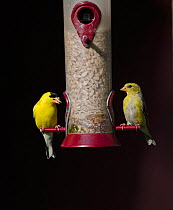 American Goldfinch (Carduelis tristis) pair on garden feeder, Cape May, New Jersey, USA, May.