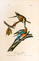 Illustration of Passenger Pigeons (Ectopistes migratorius) from the 1st edition of Birds of America by James Audobon.