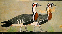 Ancient Egyptian painted stucco of Red-breasted Geese (Branta ruficollis) from 'Meidum geese' from the Tomb of Nefermaat and Atet, Old Kingdom, c.2620 BC / Egyptian 4th Dynasty. Taken at the  Egyptian...