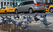 Feral pigeons (Columba livia) on pavement, with cars and taxis, New York City, USA, May.