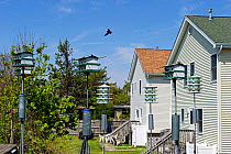 Purple Martin (Progne subis) boxes in garden, in Cape May, New Jersey, USA, May.
