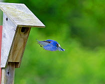 Eastern Bluebird (Sialia sialis) flying to nest box, Cape May, New Jersey, USA, May.