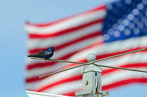 Purple Martin (Progne subis) perched in front of American flag, Cape May, New Jersey, USA, May.