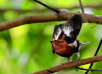 Club-winged Manakin (Machaeropterus deliciosus) male displaying and stridulating, Milpe Bird Sanctuary, Pichincha province, Ecuador.