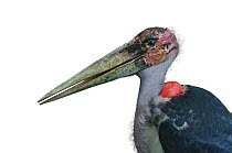 Marabou Stork (Leptoptilos crumeniferus) portrait against white background.
