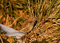 South Georgia Pipit (Anthus antarcticus) on grass tussock with snow, Albatross Island, Bay of Isles, South Georgia.