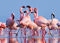 Lesser Flamingos (Phoeniconaias minor) group in display, Lake Nakuru, Rift Valley, Kenya, July.