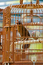Hwamei / Melodious Laughingthrush (Garrulax canorus) singing in cage, Singapore.