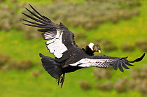 Andean Condor (Vultur gryphus) in flight, Patagonian Chile, November.