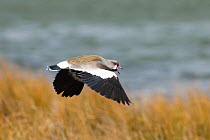 Southern Lapwing (Vanellus chilensis) male calling in flight, Tierra del Fuego, Argentina, November.