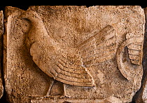 Frieze depicting a Cockerel from a tomb at Xanthos in Lycia, Turkey from between 470 and 460 BC.  It was a Lycian tradition to sacrifice cockerels and make other sacrificial offerings to the deceased,...