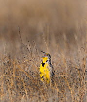 Western Meadowlark (Sturnella neglecta) singing soon after dawn on the prairie, Sandhills, Nebraska, USA, April.