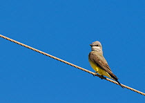Western Kingbird (Tyrannus verticalis) on wire, Salton Sea, California, USA, April.