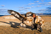 Dalai Han, a Kazakh eagle hunter with his Golden Eagle (Aquila chrysaetos) 'Bayan-Ulgii' in Altai Mountains, western Mongolia, October 2008.
