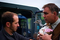 Men preparing to release a radio tagged Great Bustard (Otis tarda) on to Salisbury Plain, Wiltshire, September 2010.
