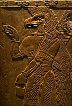 Sculptured wall relief depicting an Eagle headed protective Spirit from Temple of Ninurta, Nimrud the Assyrian capital in Northern Iraq, dating from 865 -860 BC.