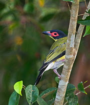 Australasian Figbird (Sphecotheres vielloti) Queensland, Australia.