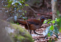 Albert's Lyrebird (Menura alberti) male, McPherson Range, Australia. October.