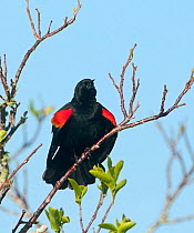 Red-winged Blackbird (Agelaius phoeniceus) singing at dawn, Florida, Everglades, USA, March.