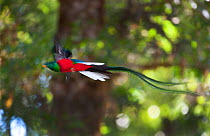 Resplendent Quetzal (Pharomachrus mocinno) male leaving nest, Central Highlands, Costa Rica, March.