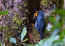 Black-faced Solitaire (Myadestes melanops) at nest, Savegre, Costa Rica.