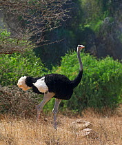 Somali Ostrich (Struthio camelus molybdophanes) male, Samburu, Kenya.