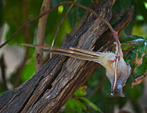 Speckled Mousebird (Colius striatus) drinking out of water pipe, Masai Mara, Kenya.