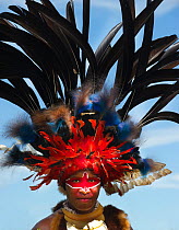 Performer from Jiwaka tribe Western Highlands at Mt Hagen show. Head dress has Blue Bird of Paradise (Paradisaea rudolphi) and Black Sicklebill (Epimachus fastosus) feathers. Western Highlands, Papua...