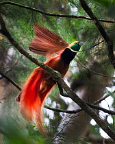Raggiana Bird of Paradise (Paradisaea raggiana) male at lek, Varirata National Park, Papua New Guinea, August.