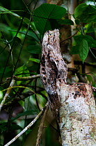 Common Potoo (Nyctibius griseus) on Amazon River, near Iquitos, Peru.