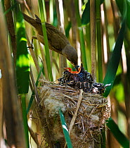 Reed Warbler (Acrocephalus scirpaceus) feeding Cuckoo (Cuculus canorus) chick in reedbed nest, Norfolk, May.
