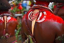 Huli Wigmen wearing a bill from Blyth's Hornbill (Rhyticeros plicatus) as decoration. Tari Valley, Southern Highlands of Papua New Guinea.