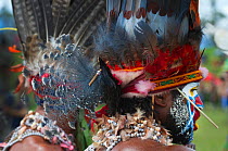 Roika Waria Sing-sing group from Hagen at the Hagen Show in Western Highlands Papua New Guinea. Visible on the headdress are Victoria Crowned Pigeon (Goura victoria) feathers (blue feathers).