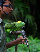 Amigo, a Yellow-naped Amazon Parrot (Amazona auropalliata) singing into microphone, star of the 'Birds N Buddies Show' at Jurong Bird Park, Singapore, November 2011.