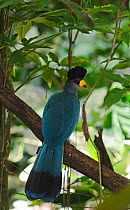 Great Blue Turaco (Corythaeola cristata) captive from Uganda.