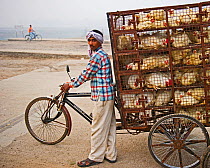 Man transporting chickens on a tricycle to market in a New Delhi suburb, India, November 2010.