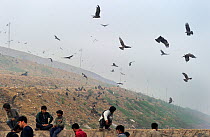 Black Kites (Milvus migrans) at Ghazipur rubbish dump, Delhi, India, November 2011.