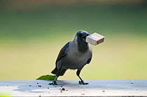 House Crow (Corvus splendens) stealing match box from table Bharatpur, India.