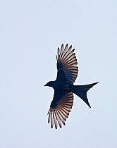 Black Drongo (Dicrurus macrocercus) in flight, Bharatpur, India.