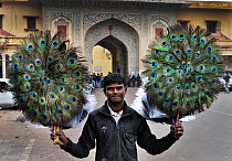 Man holding up decorative Peacock (Pavo cristatus) feather fans to be sold to tourists in Jaipur, India, November 2010.