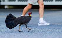 Australian Brush Turkey (Alectura lathami) walking along street in Noosa, Queensland, Australia, September.