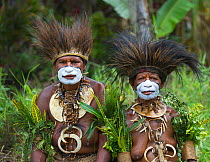 Men in Cassowary feather (Casuarius) headdresses, from Jiwaka Tribe Mount Hagen Show, Western Highlands, Papua New Guinea. August 2011.
