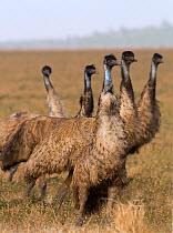 Emu (Dromaius novaehollandiae) group in habitat, Queensland, Australia.