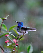 White-necked Jacobin (Florisuga mellivora) hummingbird, bathing in the rain, Costa Rica.